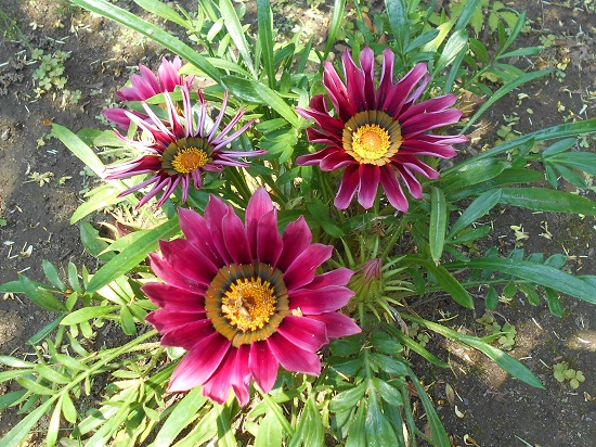 花が好き 花の写真集 Ssブログ